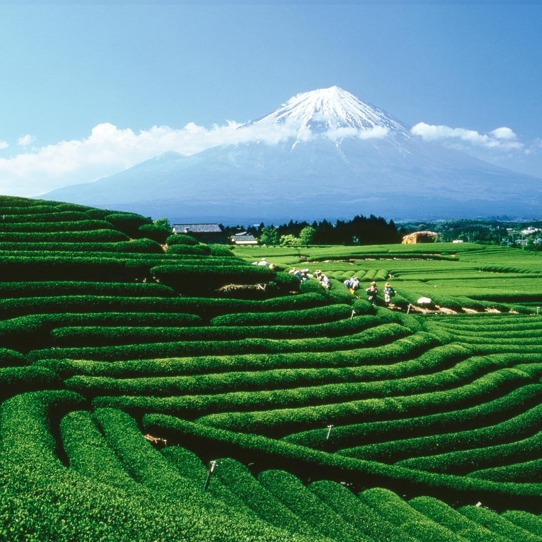 Palais des Thés - Organic Darjeeling Mist Bari - Indian Black Tea - Premium Tea Bags, Serves 20 Cups