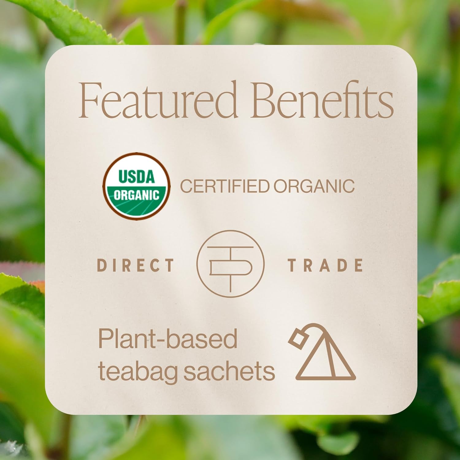 Rishi Tea Ritual Green Tea - Organic Sachet Bags, Pure Green Tea, Energizing & Caffeinated - 15 Count (Pack of 1)