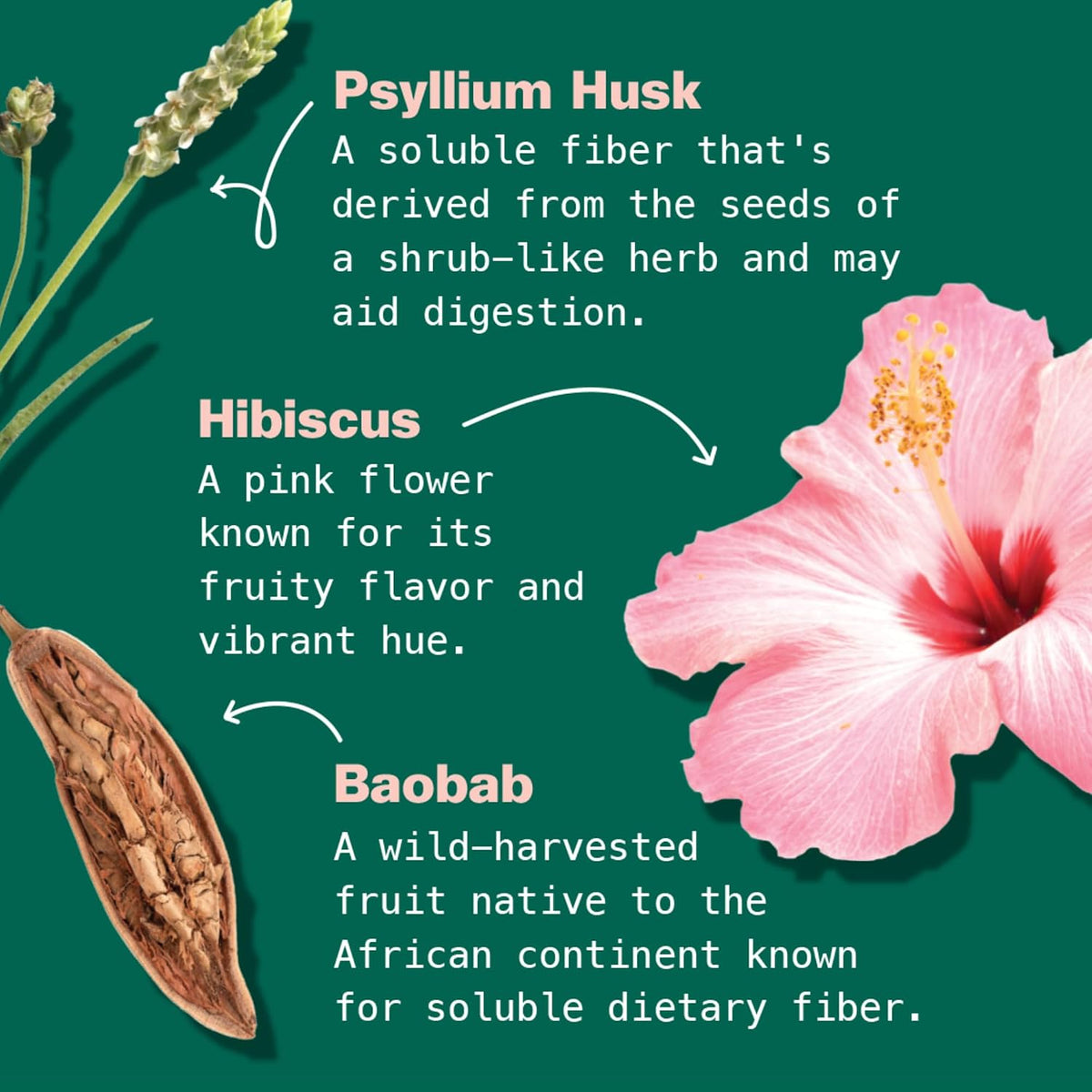 Kuli Kuli Organic Psyllium Husk Fiber Superfood Latte, Hibiscus Berry