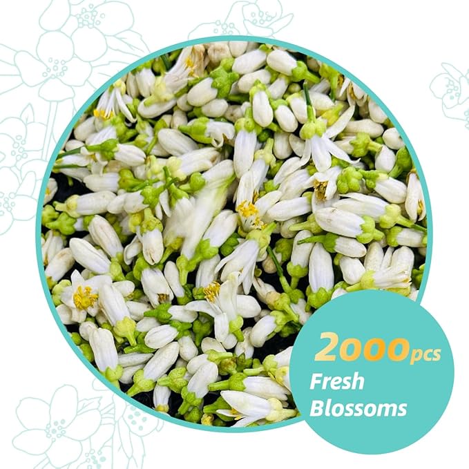 ESSENCESIP Pomelo Green Tea Loose Leaf 4oz - Traditional Scented Organic Green Tea Leaves with Fresh Blossoms, Refreshing Citrus Floral Aroma, Low Caffeine, Antioxidant-Rich, Reusable Tin