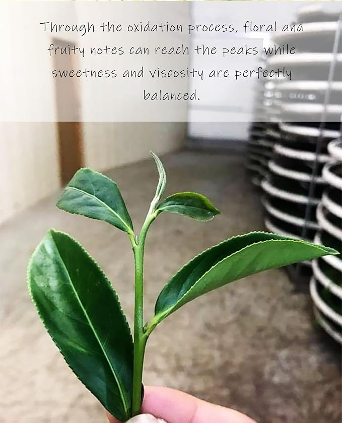 Trilliant-Fomsa Tea Milky oolong, high mountain Jin Xuan tea, hand-picked JinXuan, loose tea leaf, Taiwan gongfu tea, gift pack 4 oz, buttery and milky notes