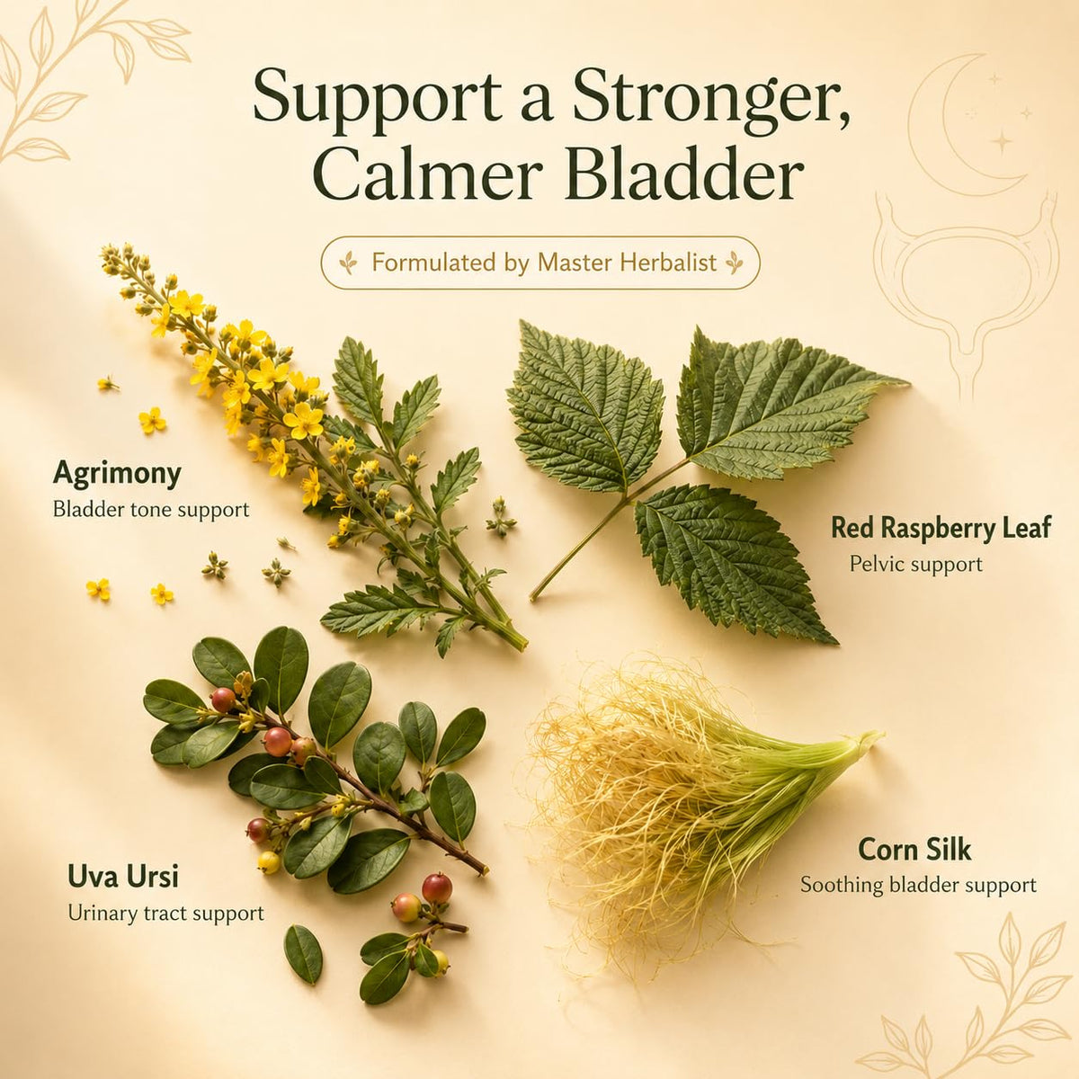 BLADDER CONTROL TEA – Nighttime Bladder Support &amp; Fewer Bathroom Trips – Organic Loose Leaf – by Master Herbalist Khabir | Corn Silk, Agrimony &amp; Stinging Nettle