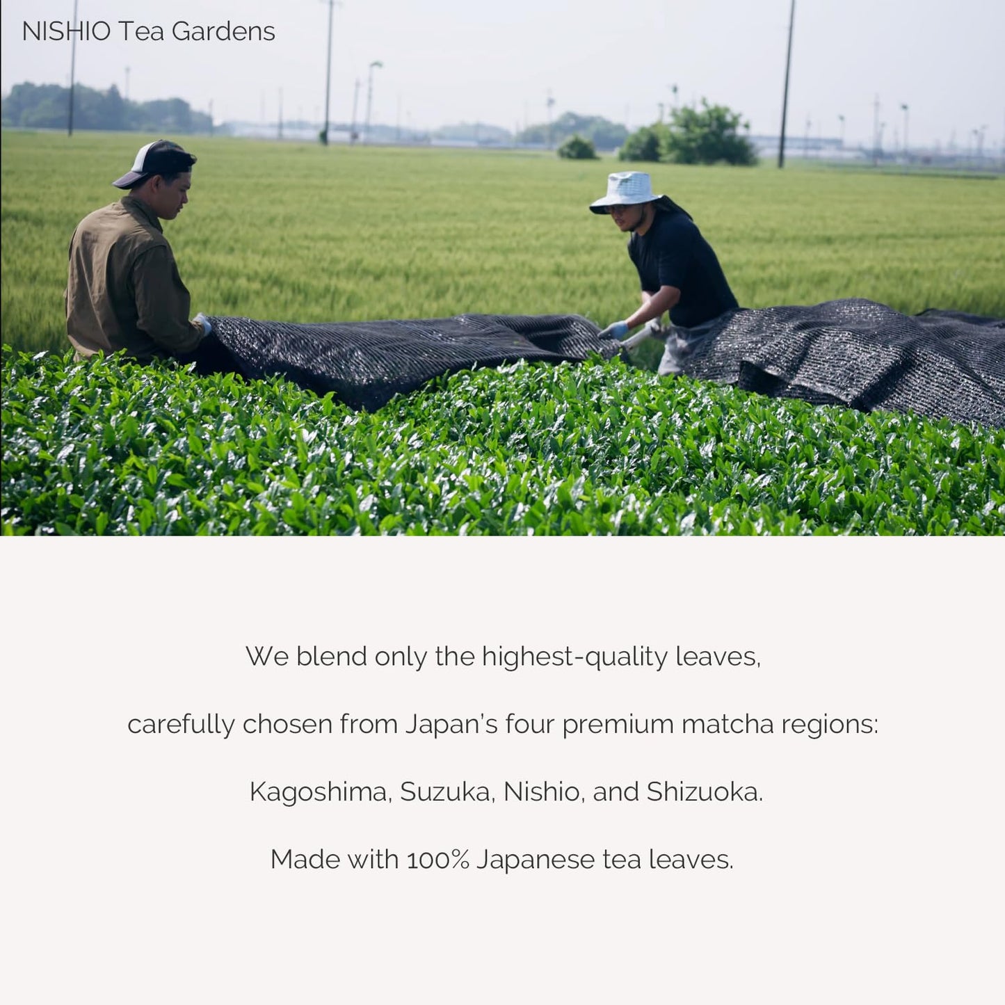 TAKENAKAEN SASHICHI Kouun no Shiro Ceremonial Grade Matcha Green Tea Powder, First Harvest, Premium Japanese Matcha, Made in Japan, 30g