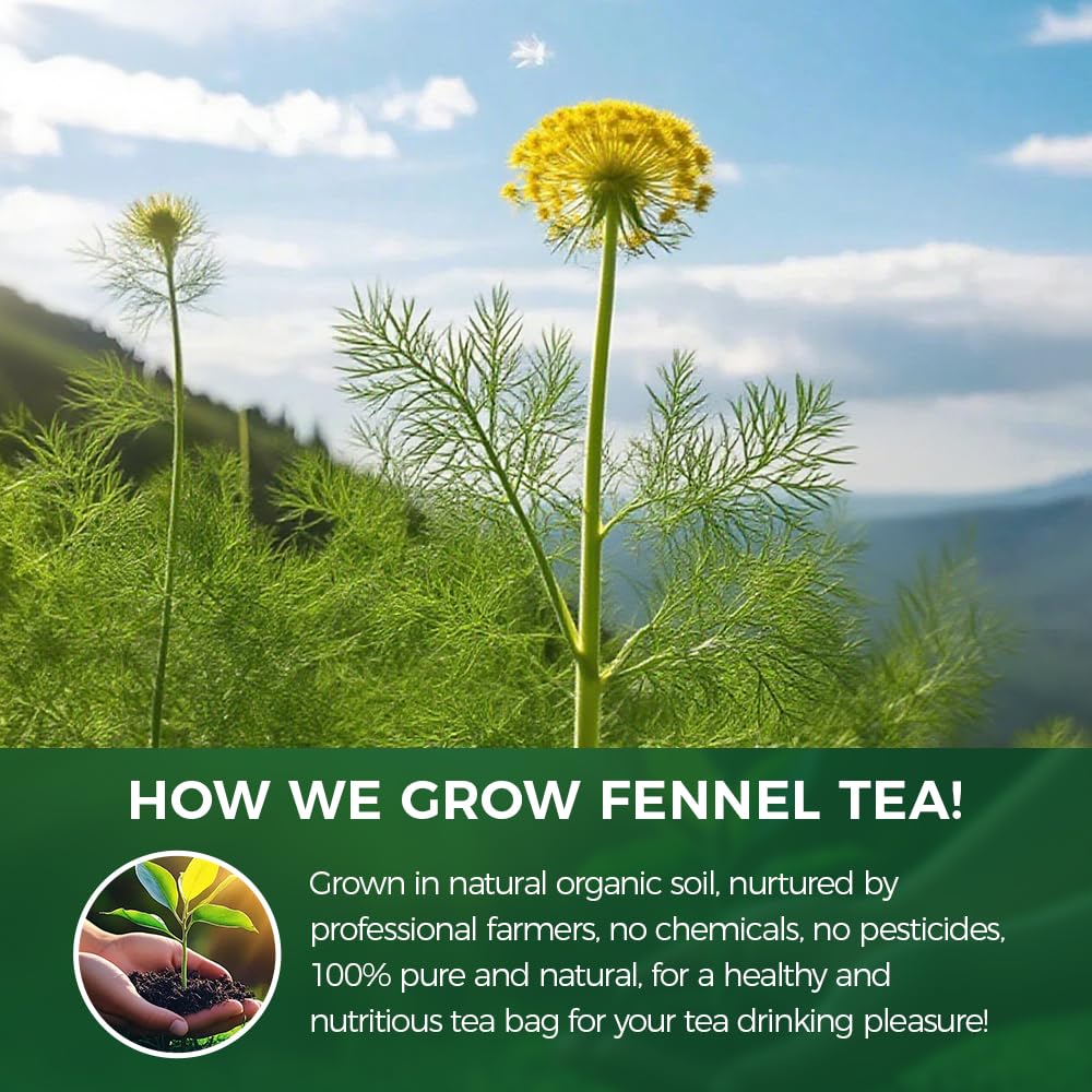 WOTIHA Premium Fennel Seed Tea (1.1 lbs / 500g) - Whole Dried Fennel Seeds Culinary Grade - Naturally Gluten-Free &