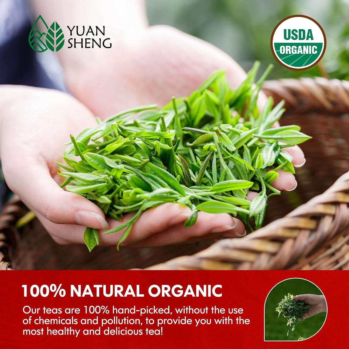 YUANSHENG Pu erh Tea Organic Loose Leaf, Chinese Yunnan Aged Fermented Black Tea, USDA Organic Ripe Puerh Tea, Rich Antioxidants, Deep Earthy Flavor, Digestive Health &amp; Wellness Tea, 7.76 Oz