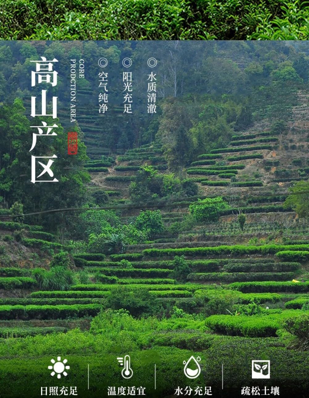 铁观音 Chinese Tieguanyin Oolong Tea 茶叶2025新茶正宗安溪铁观音 Chinese Tieguanyin Oolong Tea Natural Loose Leaf Tea,Chinese Tea, Sulfur Free 一盒装【250g】 Flower tea,dark tea,loose tea