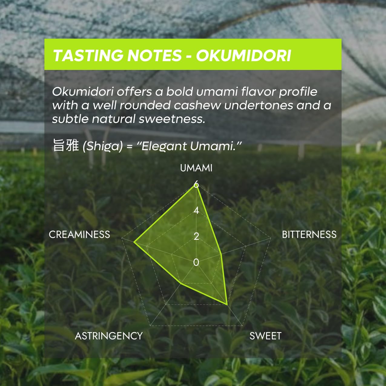 Chazoku Okumidori (35g Tin) - Matcha Green Tea Powder - Single Cultivar - Ceremonial Grade, First Harvest - Traditional Japanese Matcha - Stone Milled - Fresh from Yame, Japan