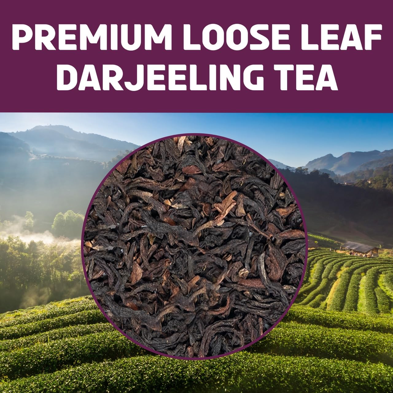 BREWIX, Darjeeling Tea Leaves from Hills of Himalayas (50+ Cups, 3.53oz/100g) | Pure Loose Leaf Darjeeling Black Tea | Long Leaf Grade | Straight From Source In India