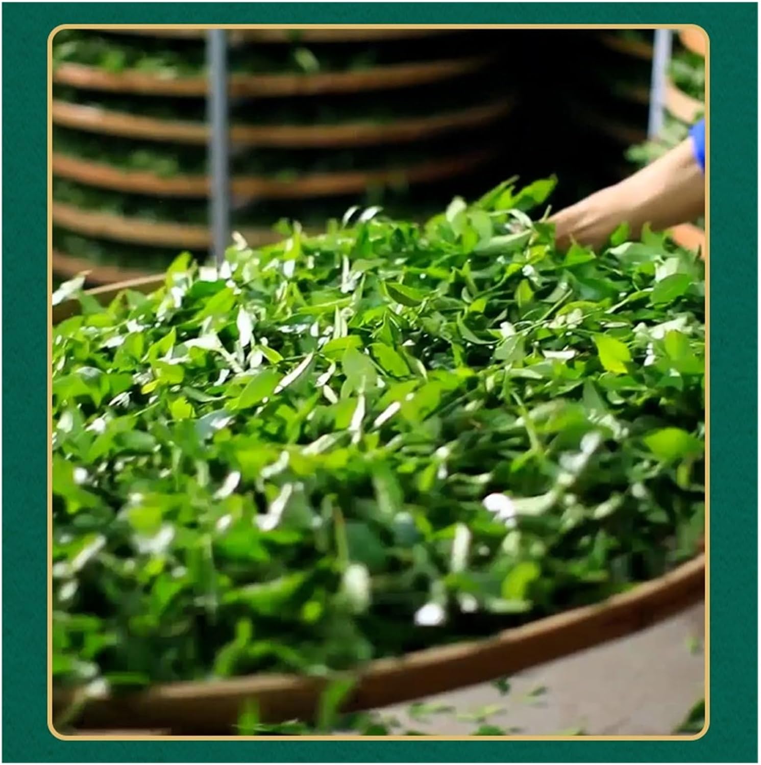 Spring Tieguanyin Tea, Strong Aroma, 250g Can, Bright Liquor, High Aroma, Mellow Taste, Long-Lasting and Sweet Aftertaste(1pcs)