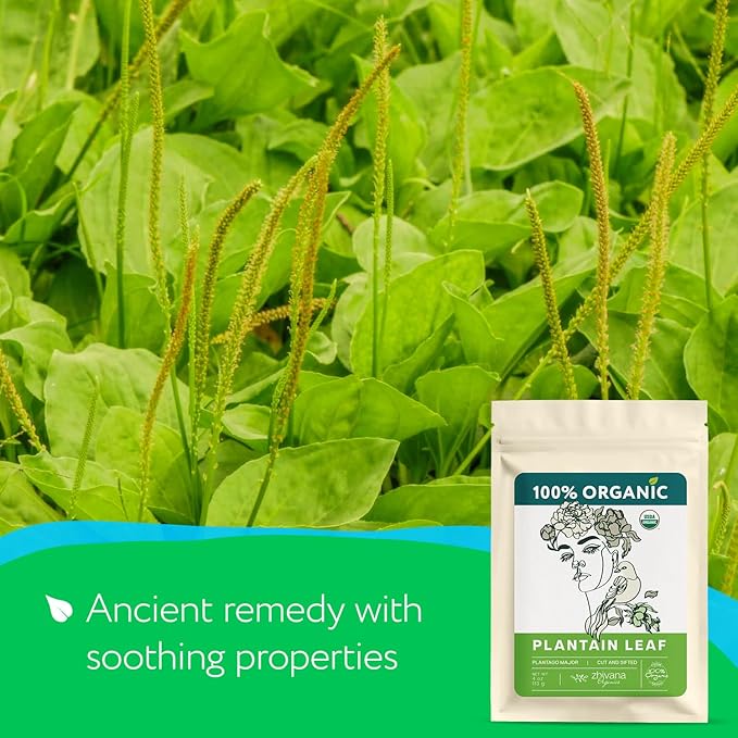 Plantain Leaf Organic (4 oz.) – Broadleaf Plantain Tea Loose Leaf (Plantago Major) – Llanten Planta Medicinal - Herbal Tea for Digestion