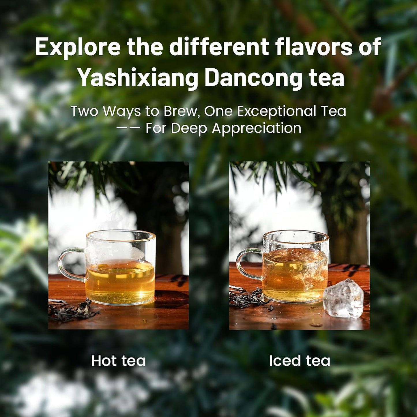iTeaworld Ya Shi Xiang Dan Cong -Oolong Tea Loose Leaf, Premium Chinese Loose Leaf Tea with Rich Floral Aroma, for Hot and Iced Tea, 2025 Spring Harvest from Chaozhou, Guangdong- Whole Leaf Phoenix Dan Cong Oolong, 3.52oz