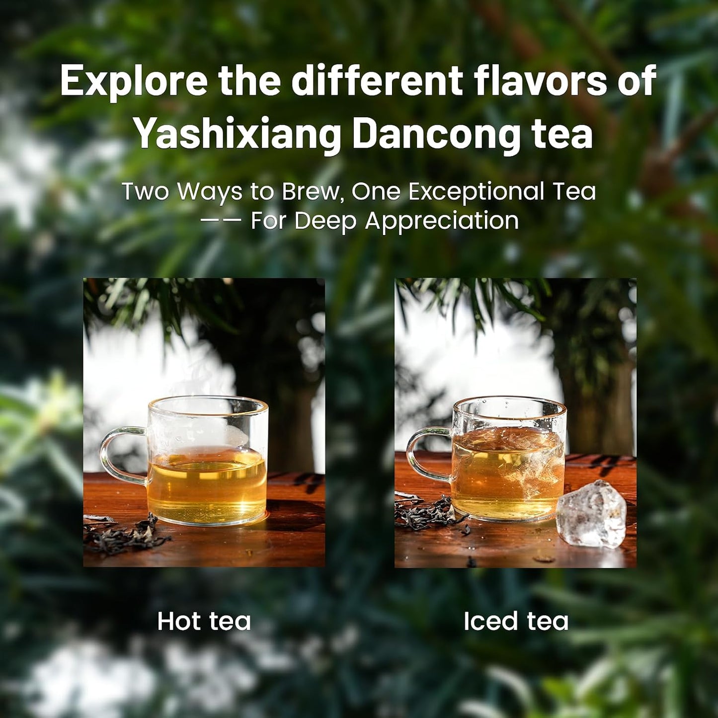 iTeaworld Ya Shi Xiang Oolong Tea Loose Leaf,Rich Floral Aroma 3.5oz | Up to 140 Cups|Premium Chinese Loose Leaf Oolong Tea|Whole Leaf Phoenix Dan Cong Oolong|Easy Mug Cold&amp;Hot Brewing