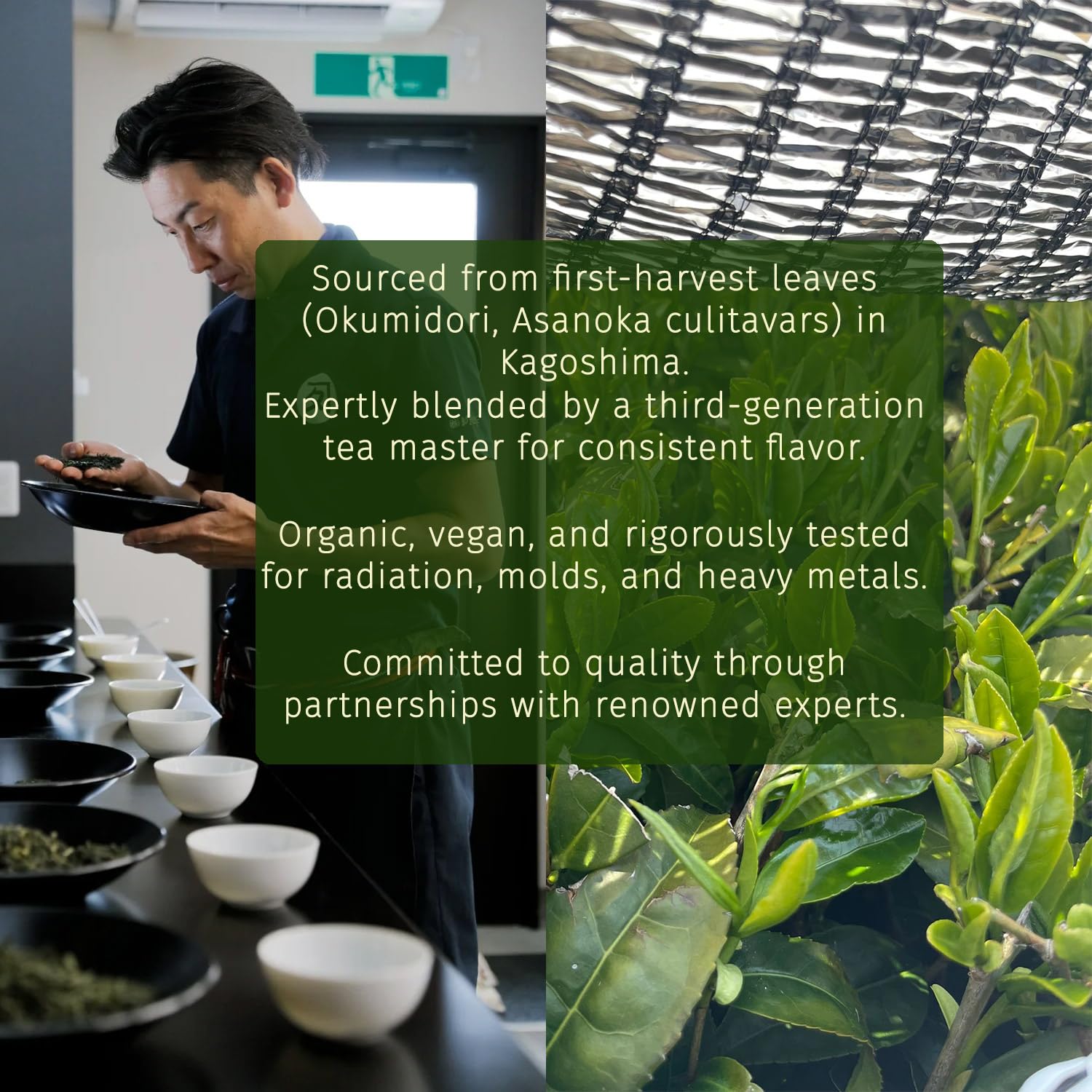 Midori Spring Organic Ceremonial Grade Matcha - Gold 1st Harvest Blend, Japanese Stone Ground Green Tea Powder, Radiation, Gluten Free, Vegan (Organic Gold)