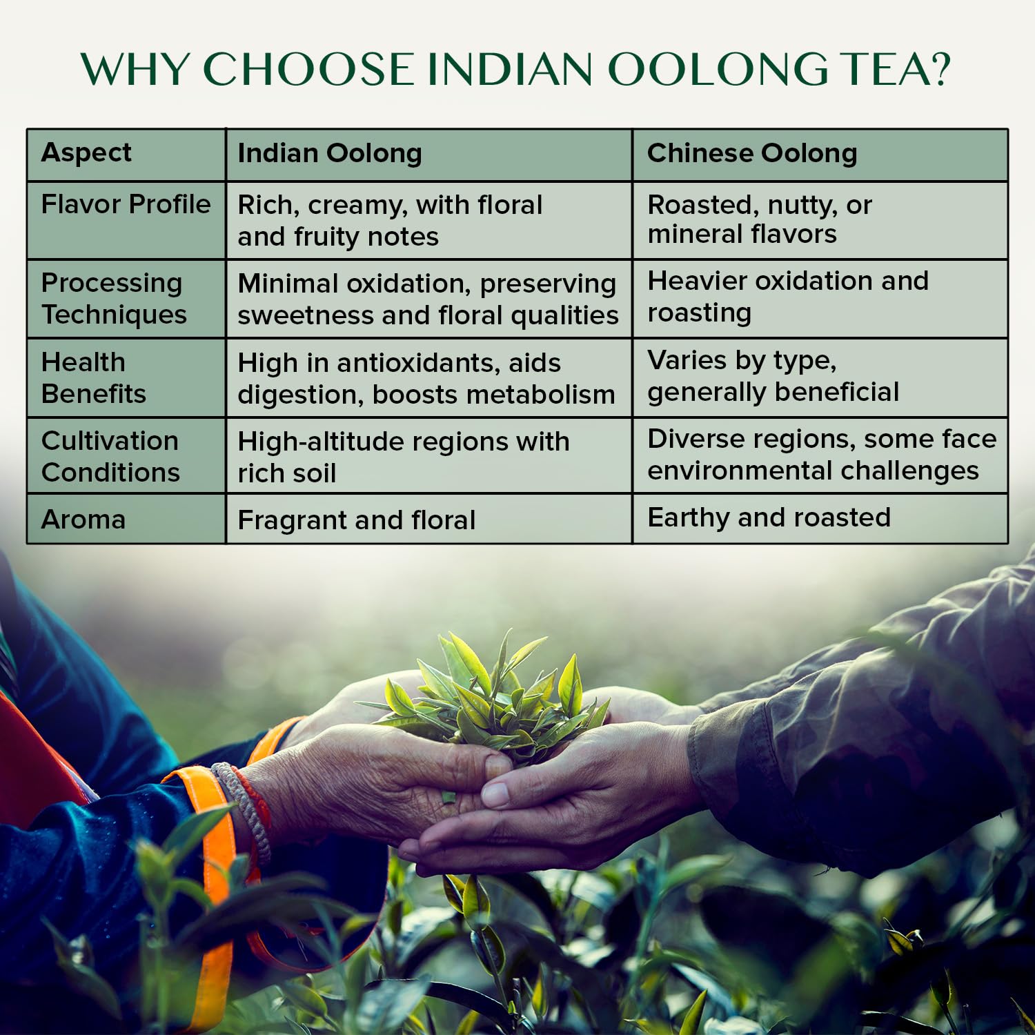 VAHDAM, High Mountain Oolong Tea Leaves From Himalayas (50+ Cups, 3.53oz) Strong & Robust Oolong Tea | High Elevation Grown | Vacuum Sealed | Brew Hot, Iced, Kombucha Tea | Loose Leaf Tea