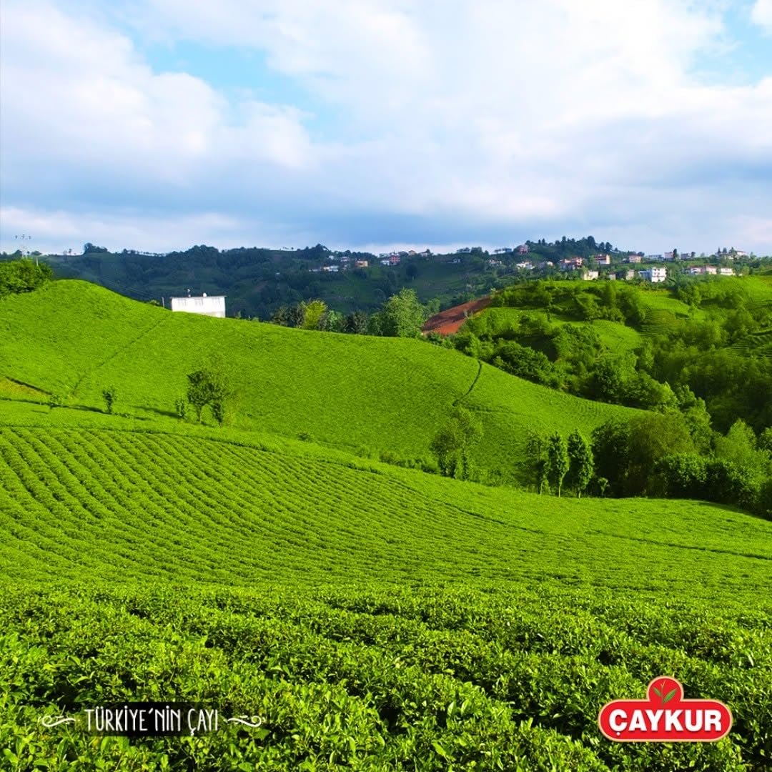 ÇAYKUR Filiz Black Tea, First Harvest Golden Tips, Loose Leaf Premium Tea, Best Flavor 500g / 17.6 Oz