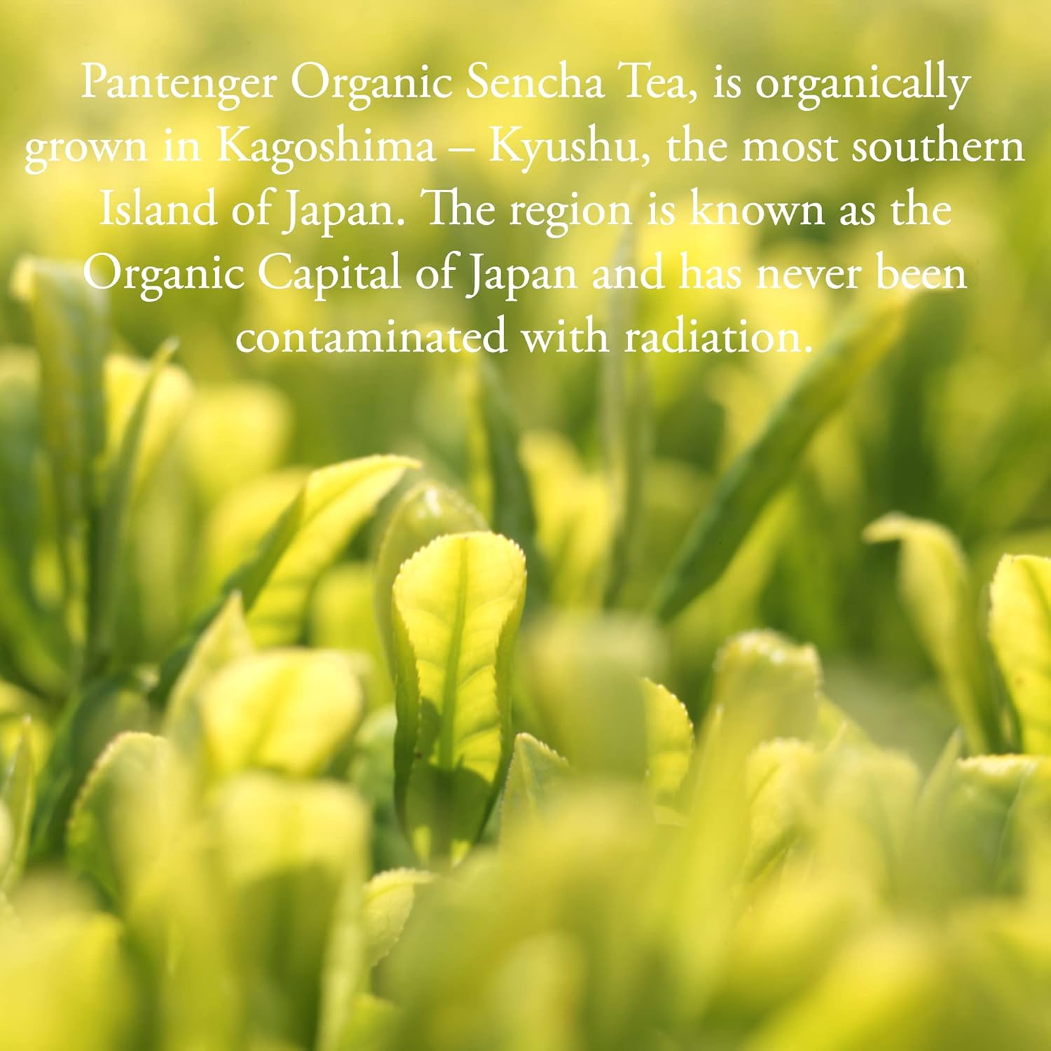 Sencha Green Tea | 3 Oz. First Harvest | Ichiban Cha.Green Tea Loose Leaf. USDA Organic Green Tea | Japanese Tea by Pantenger