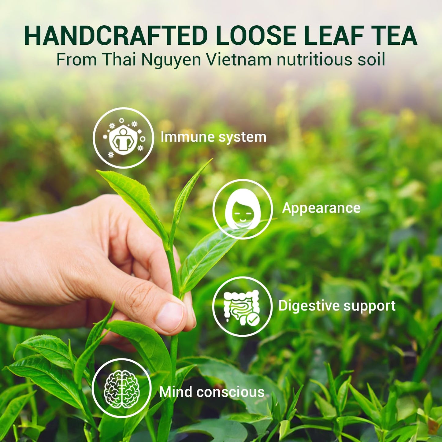 BACH TRA Green Tea Loose Leaf 17.64 oz | Authentic Thai Nguyen Tea Buds | Smooth & Naturally Low Caffeine | Large Value Pack