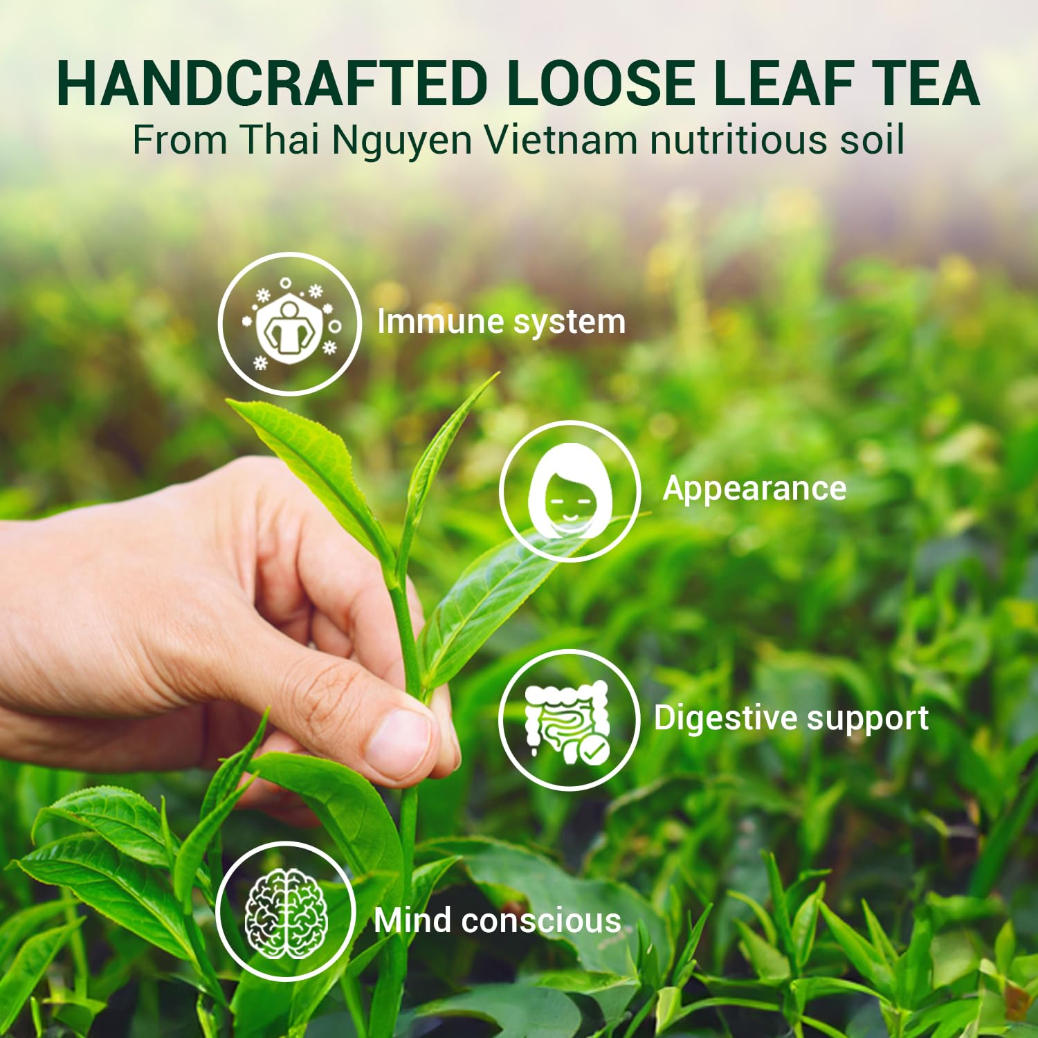BACH TRA Green Tea Loose Leaf 17.64 oz | Authentic Thai Nguyen Tea Buds | Smooth & Naturally Low Caffeine | Large Value Pack