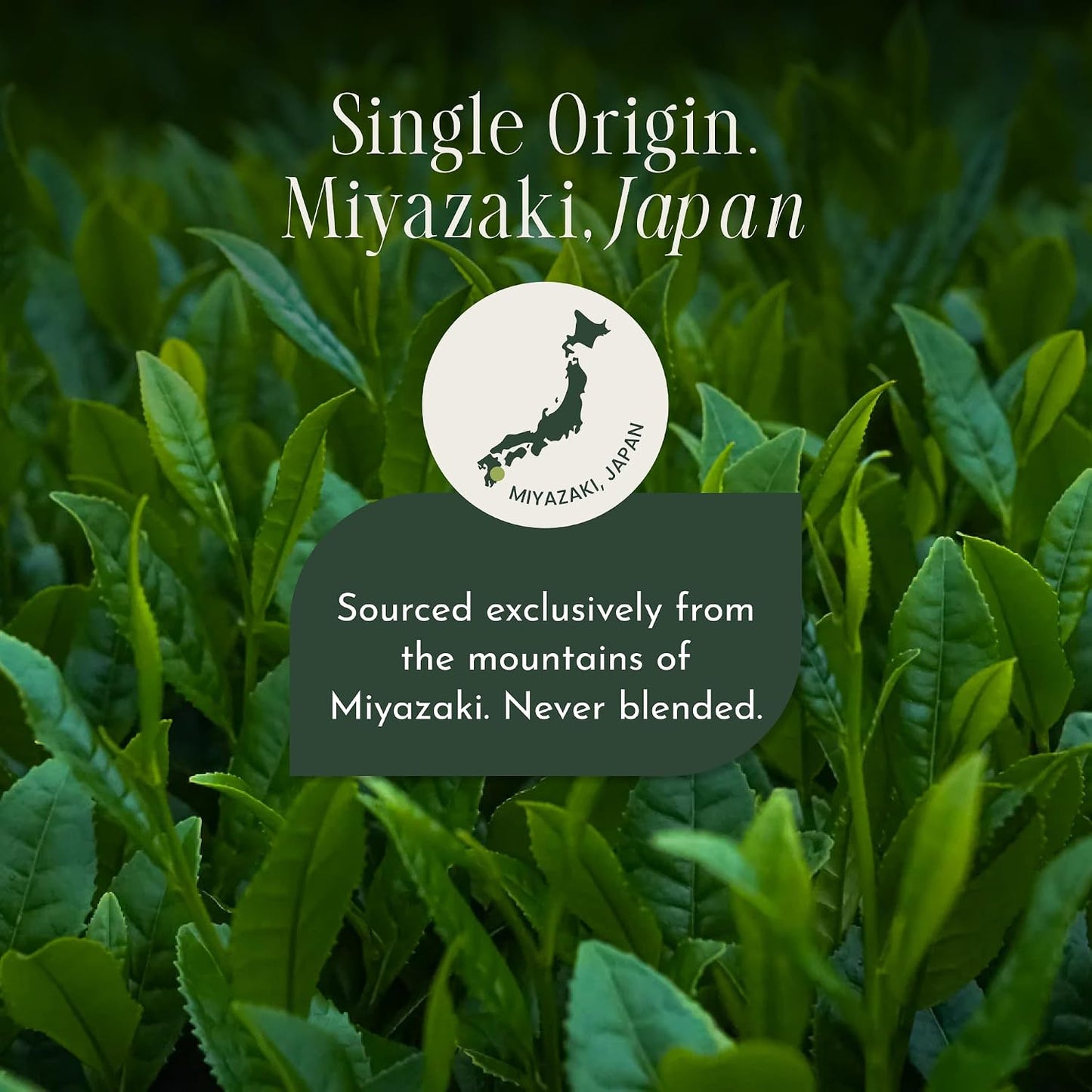 Encha Matcha Tea Saemidori Limited Edition Reserve - Ceremonial Grade Matcha Powder - Single Origin - Premium First Harvest Organic, Japanese - 1.06oz/30g Tin