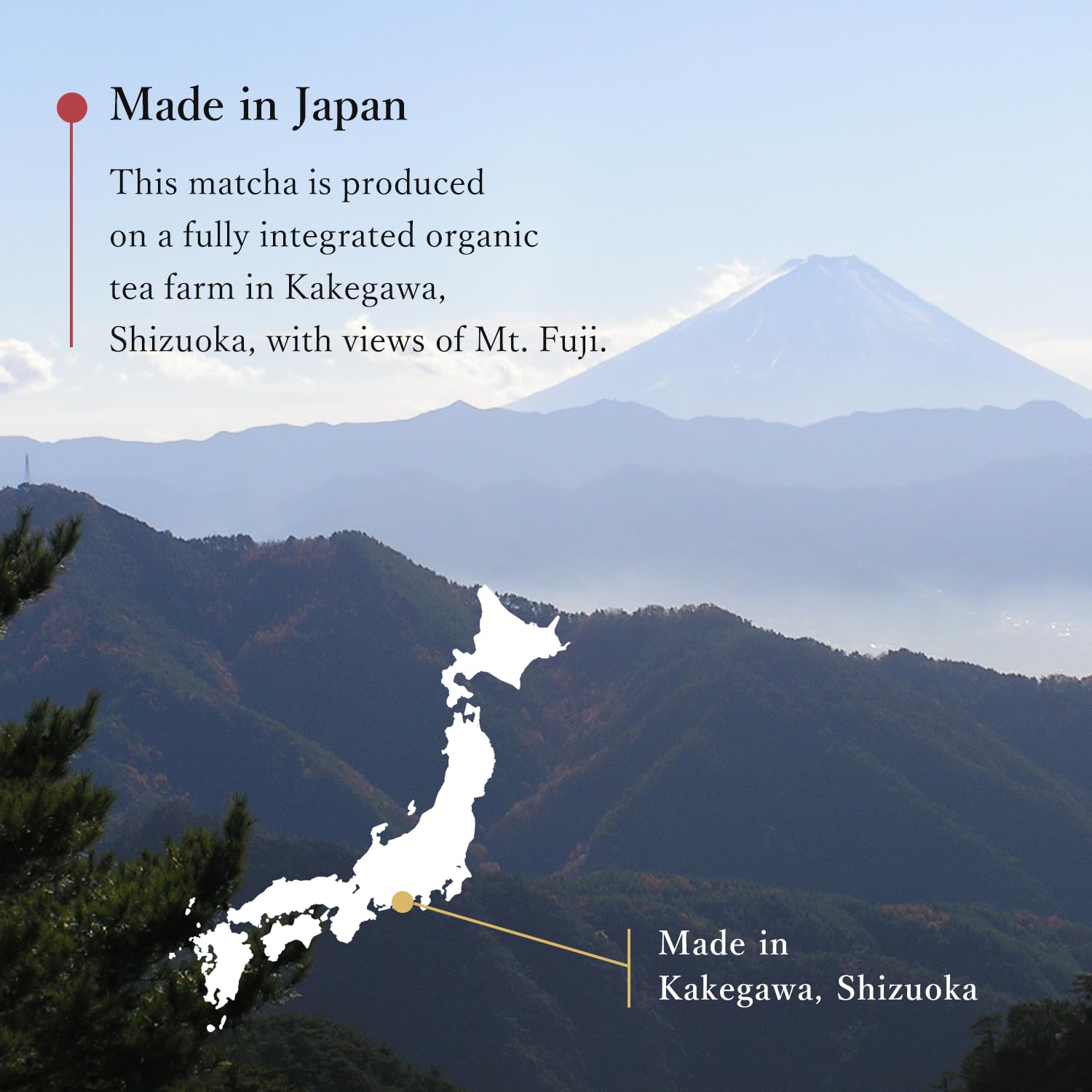 MIKAN-YAMA ZEN GREEN Organic Matcha Powder, 100% Authentic Japanese Ceremonial Grade, Single Origin from Shizuoka Japan, 40g (1.41oz) - Saemidori Cultivar – (Organic Ceremonial 1.41oz (Pack of 1)Tin)
