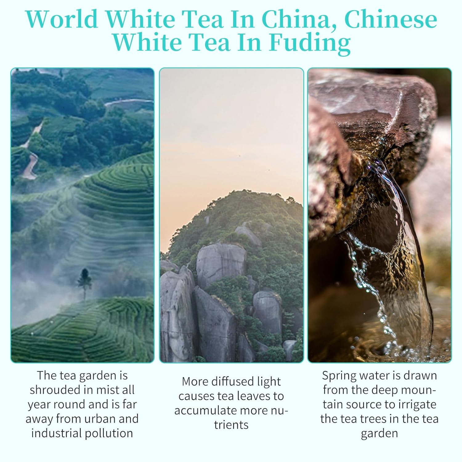 XIXICHA White Peony Tea Pearls 2013Yr Bai Mu Dan Aged Loose Leaf Fuding White Tea Chinese Tea White Tea Balls Bai Cha Long Zhu 200g/7oz Soft & Sweet Aroma 白茶 白牡丹龙珠茶 福鼎白茶