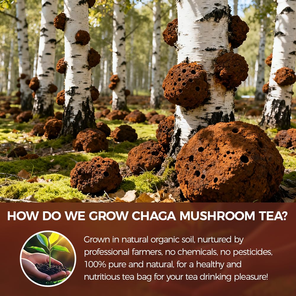 WOTIHA 50 Count Premium Chaga Tea Bags - 100% Pure Siberian Wild Harvest Chaga Mushroom, Supports Antioxidant &amp; Immune Health, Caffeine-Free, Additive-Free, Sugar-Free, Vegan