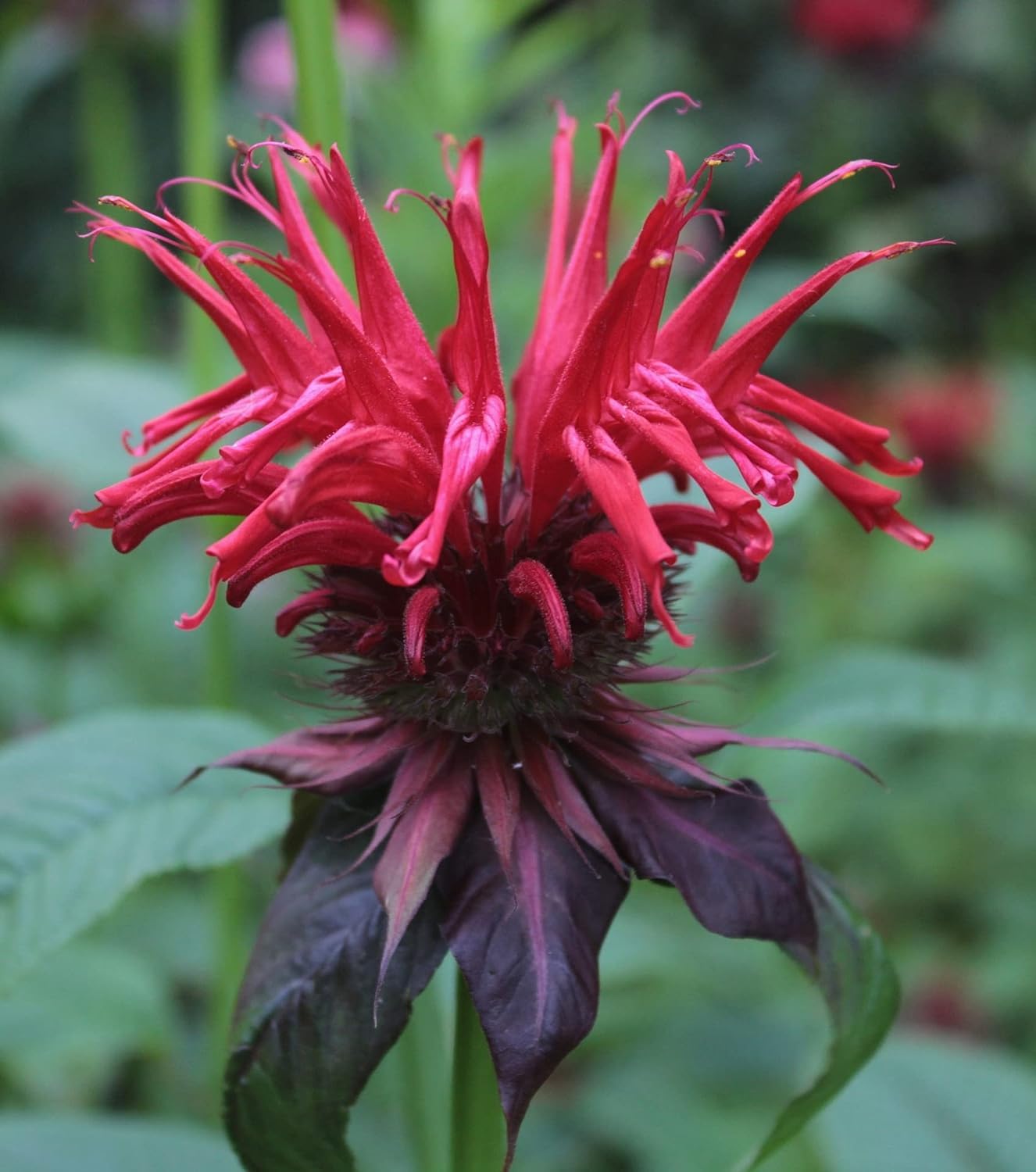 Wild Bergamot Petals – Pure, Dried, Natural Scarlet Beebalm Petals (Monarda Didyma) - Net Weight: 0.1oz/3g - Edible, Extremely Rare - Beautiful Eyecatcher in Tea Blends and Salads