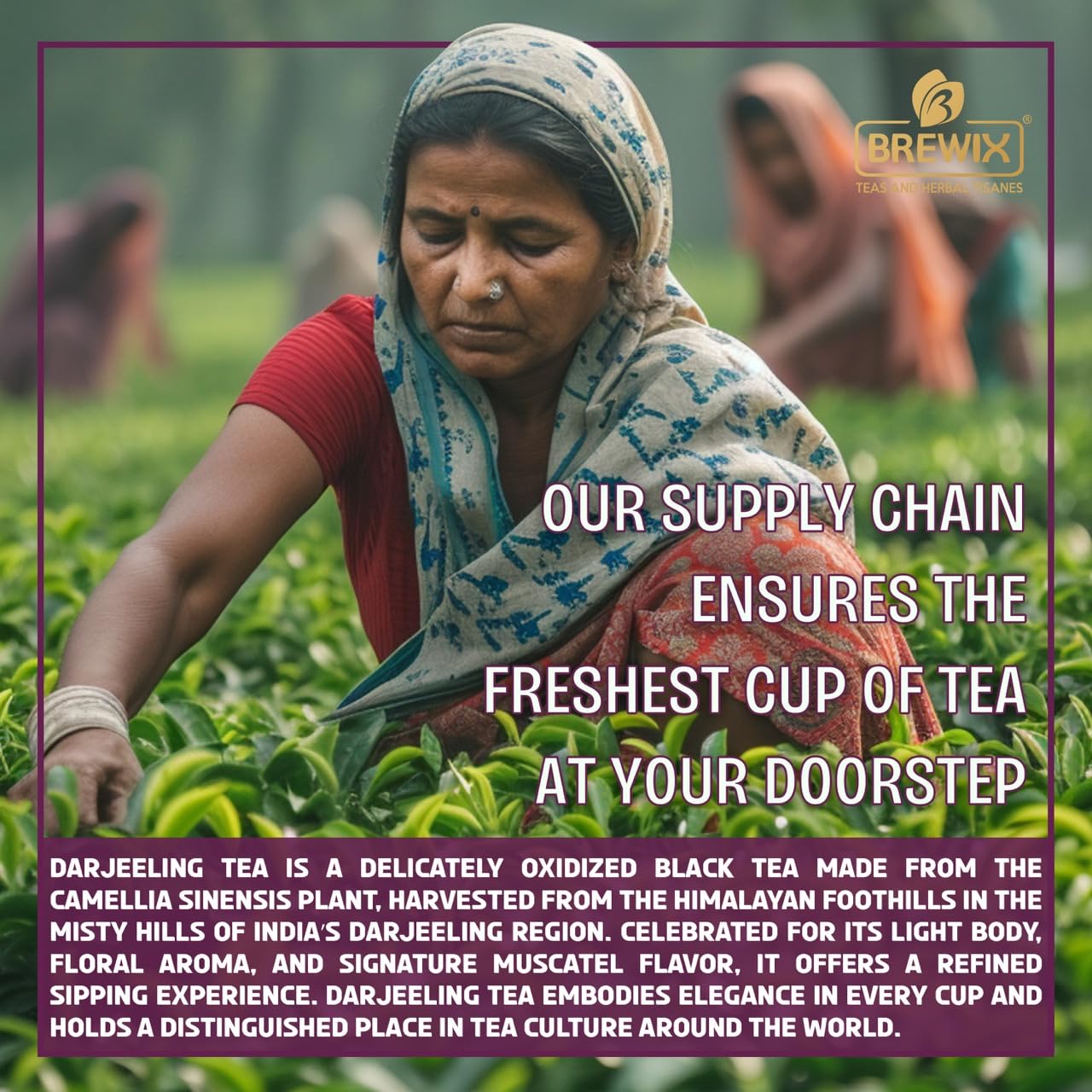BREWIX, Darjeeling Tea Leaves from Hills of Himalayas (50+ Cups, 3.53oz/100g) | Pure Loose Leaf Darjeeling Black Tea | Long Leaf Grade | Straight From Source In India