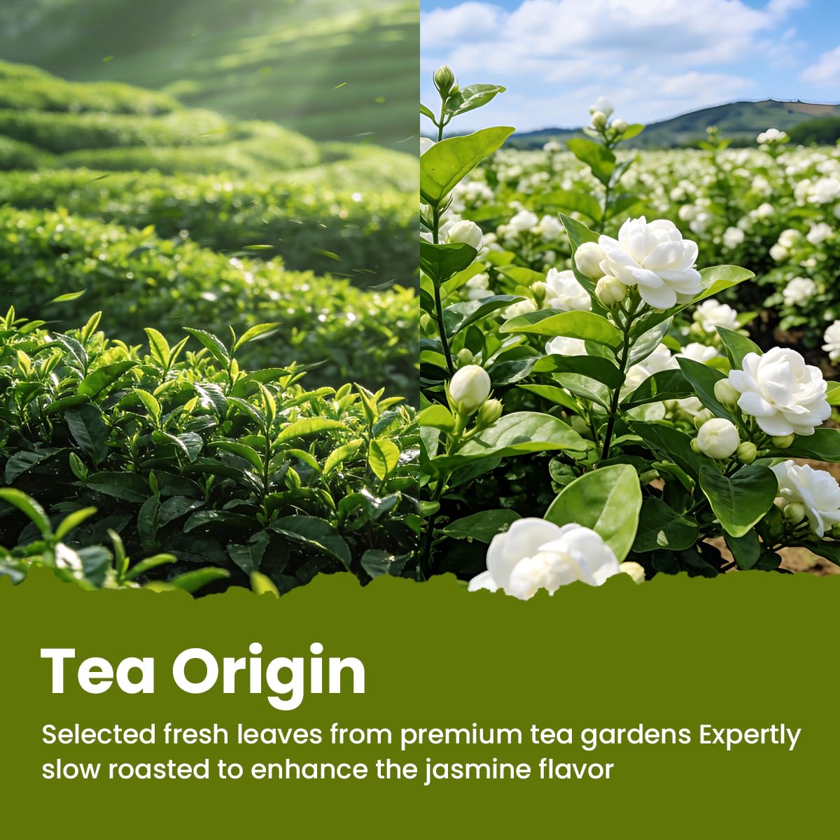 Chayan Jasmine Blossom Green Tea Loose Leaf, Premium Loose Leaf Jasmine Green Tea, Scented with Jasmine Blossoms, Pleasant Aroma and Tonic Effect, Hot or Iced Brew, 1.76oz (50g) Tin