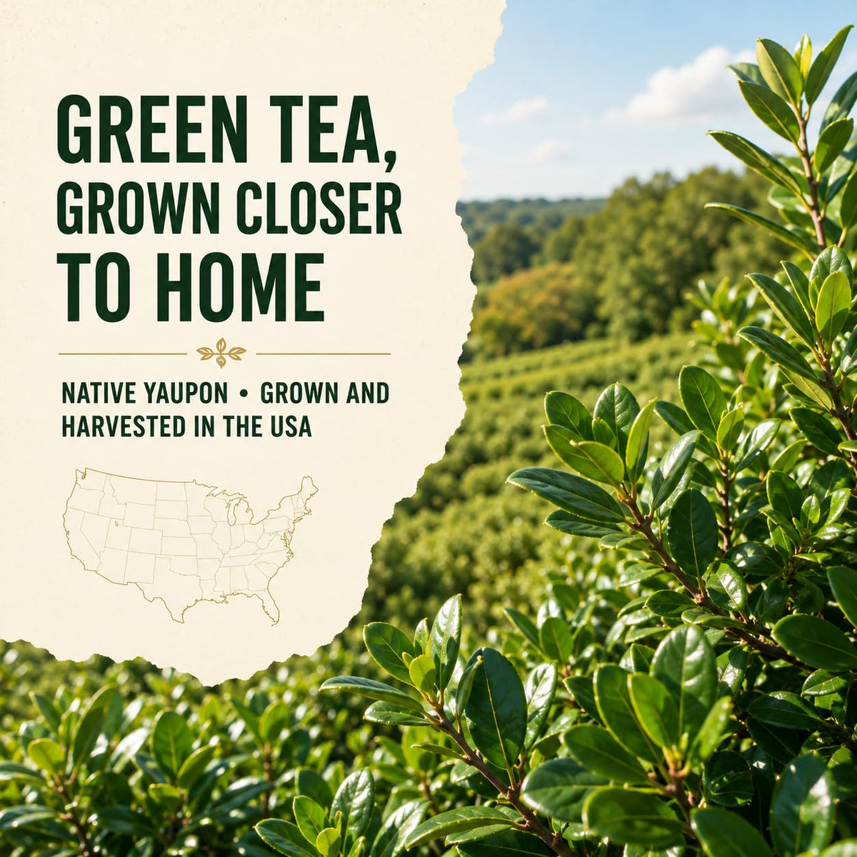 Yaupon Brothers American Green Yaupon Tea, Organic, 16 Tea Bags