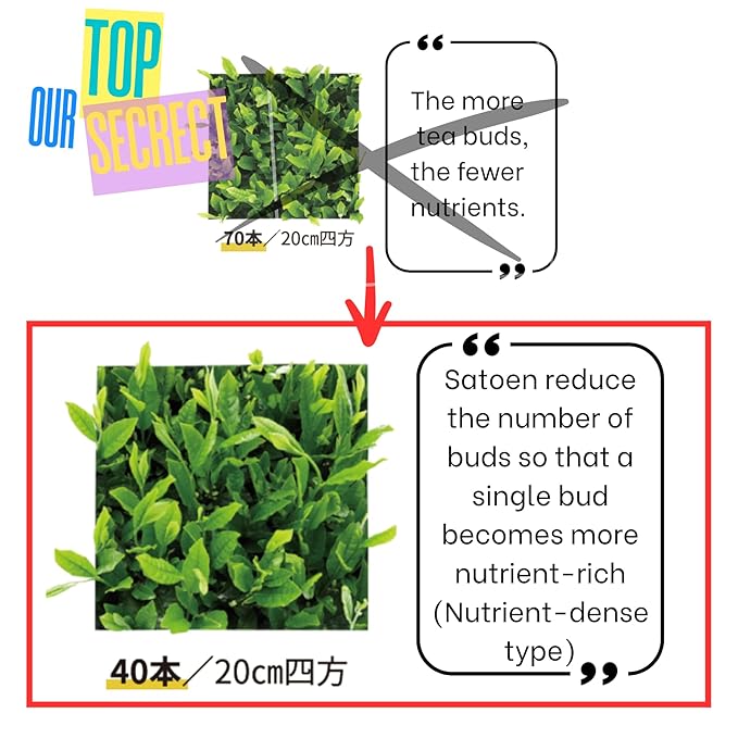 Satoen Pure Premium Japanese Hojicha Powder – Authentic Roasted Flavor 50g/1.76oz – Perfect for Hojicha Latte & Straight Tea