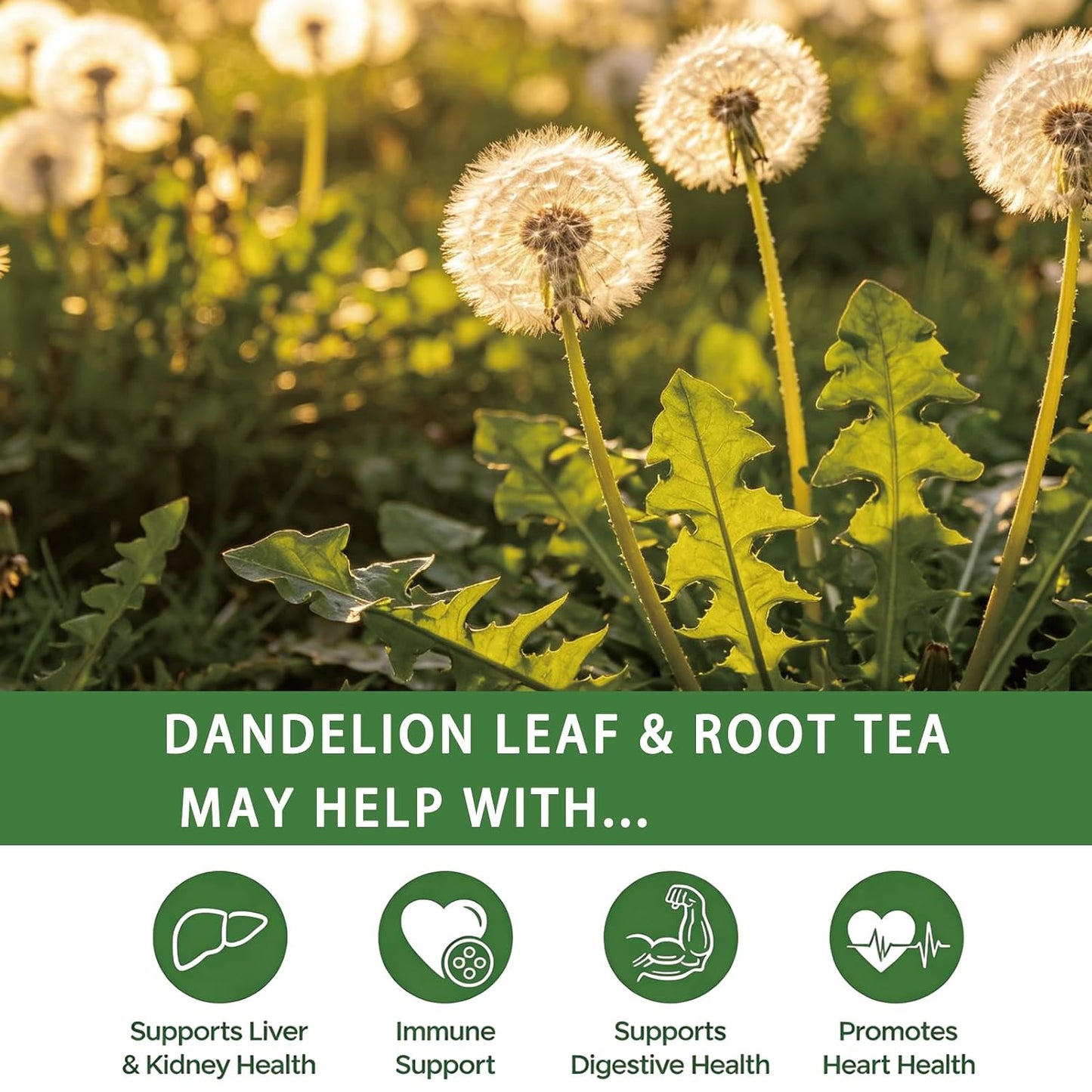 Samcci - Dandelion Leaf &amp; Root Tea Bags, 50 Count, Dandelion Herbal Tea