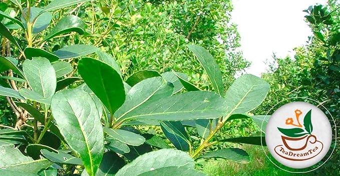 Yerba Mate Tea - Green Cut & Sifted - Unsmoked Energy Boost - 8 oz Loose Tea - Packed with Nutrients - Your Perfect Coffee Replacement