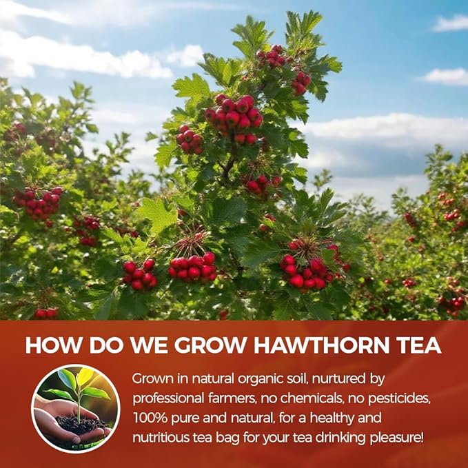 Wotiha Natural Hawthorn Berry Tea 120g – Premium Hawthorn Berries, Caffeine-Free, Additive-Free