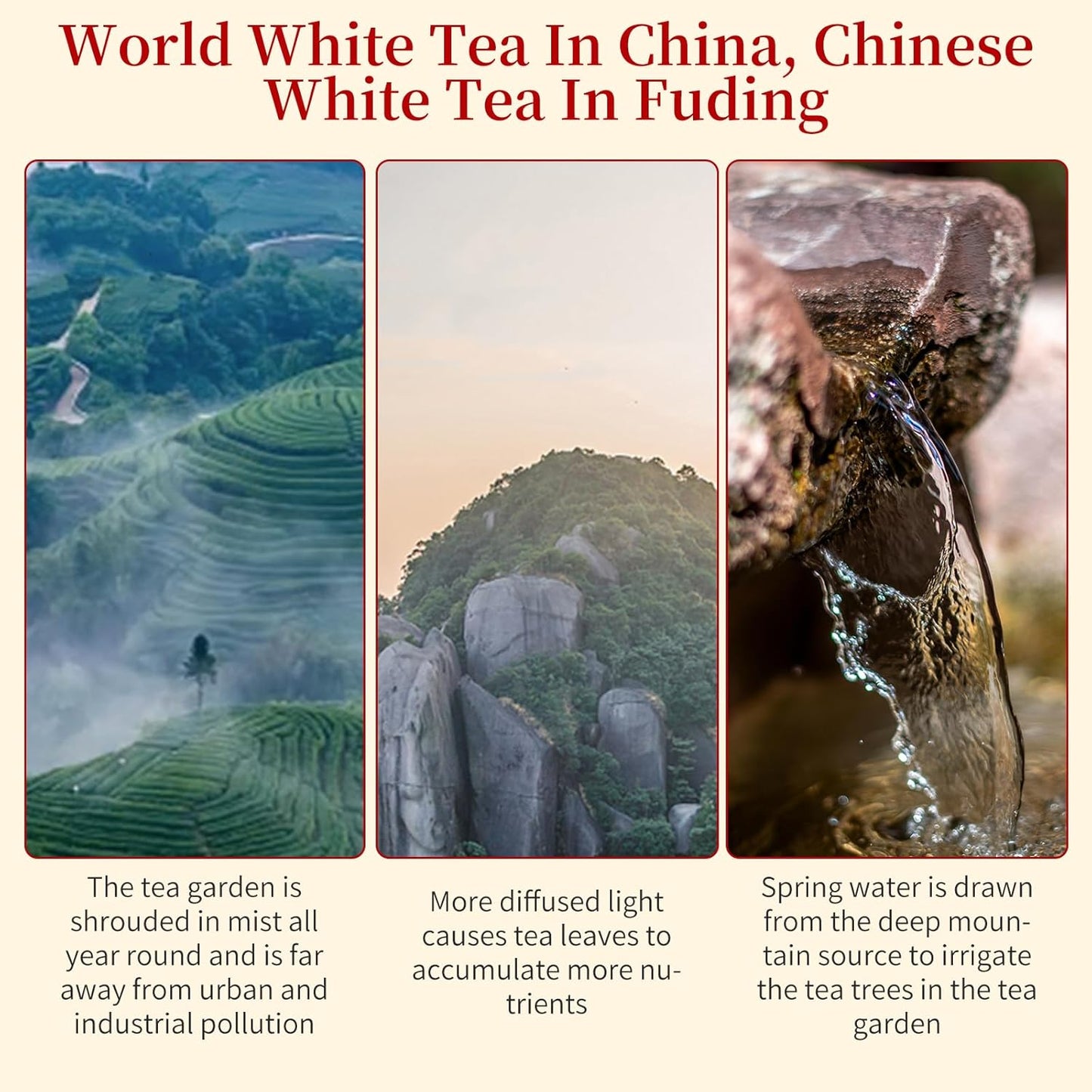 XIXICHA Shou Mei White Tea Pearls Tea Aged White Tea Dragon Pearls Tea Shoumei Tea Fuding White Tea Balls Chinese Tea White Bai Cha Long Zhu 白茶 寿眉 老白茶 福鼎白茶 寿眉龙珠
