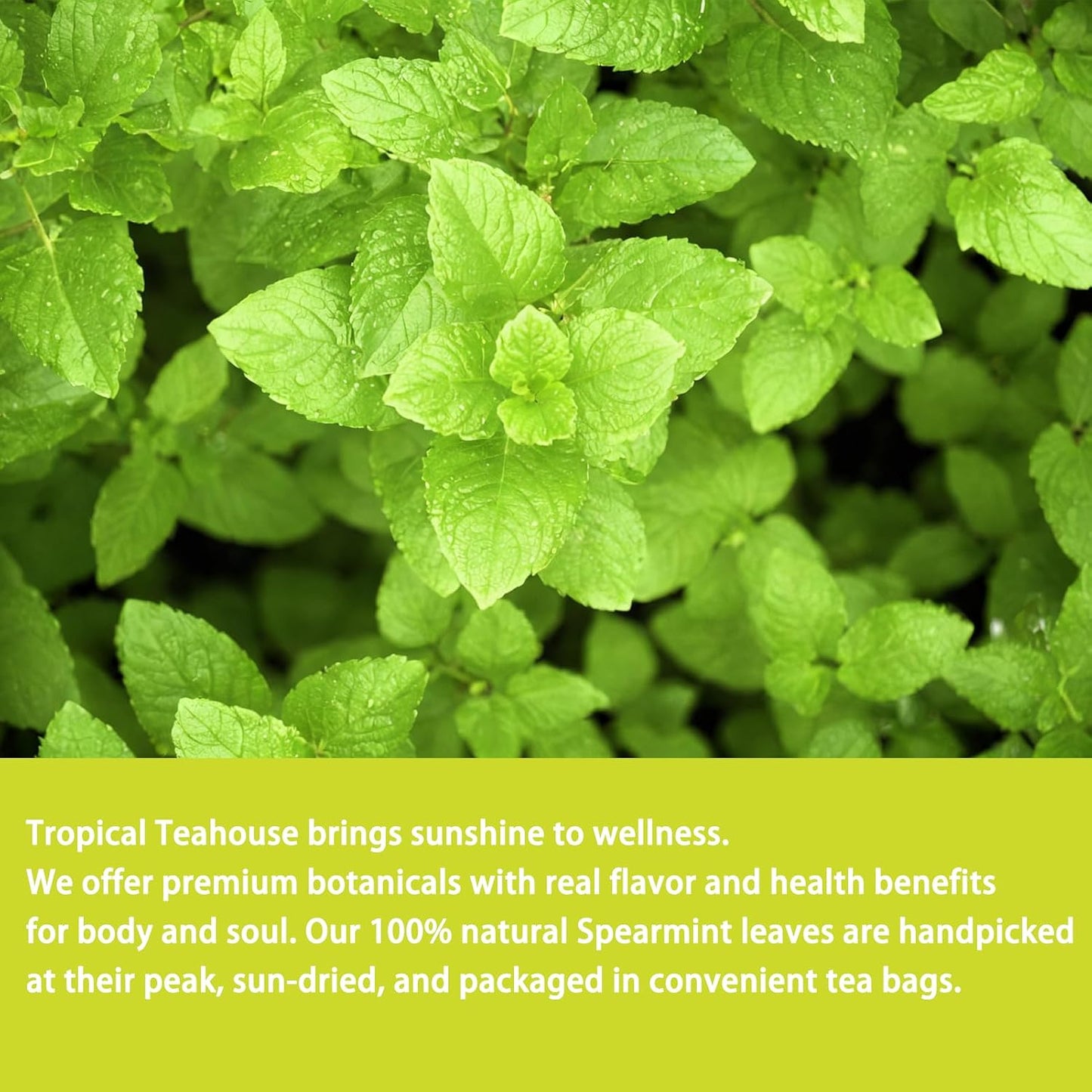 Samcci Spearmint Tea Bags, 40 Counts, Pure Dried Spearmint Leaf | Supports Digestion, Fresh Breath, Women's Wellness &amp; Balance, 100% Natural Dried Leaves, Non-GMO, Caffeine-Free