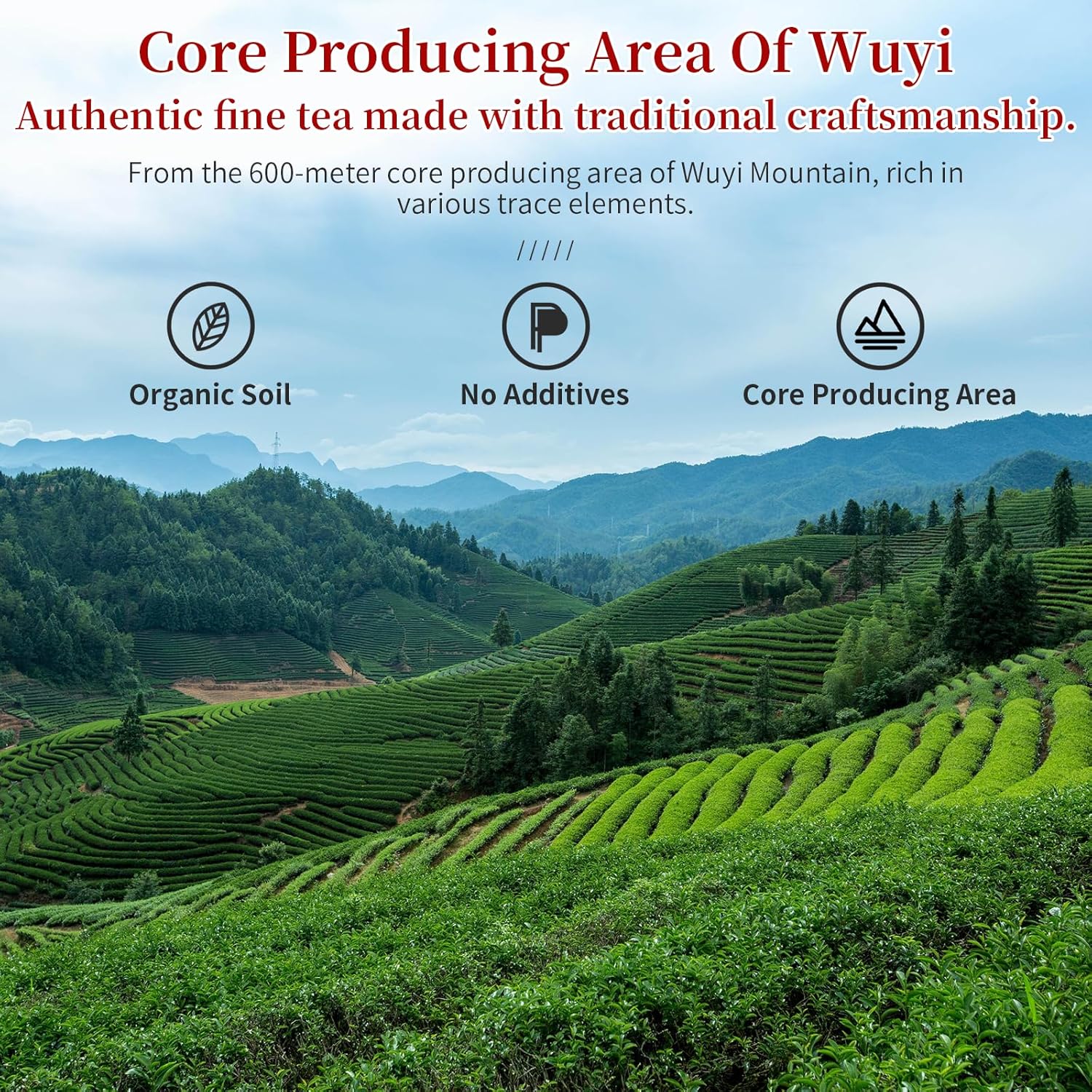 CHADUO Dahongpao Oolong Tea Loose Leaf Da Hong Pao Oolng Tea From Wuyi Mountain Big Red Robe Ulong With Orchid & Caramel Notes Grade AAA Wuyi Rock Tea 120g 4.23oz 特级大红袍 乌龙茶