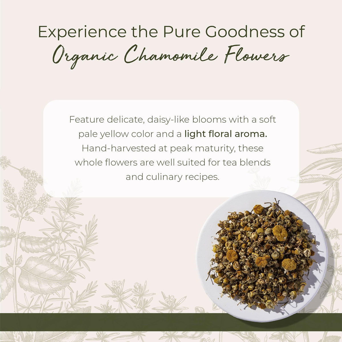 Starwest Botanicals Organic Chamomile Flowers Whole - Bulk 1 lb Bag