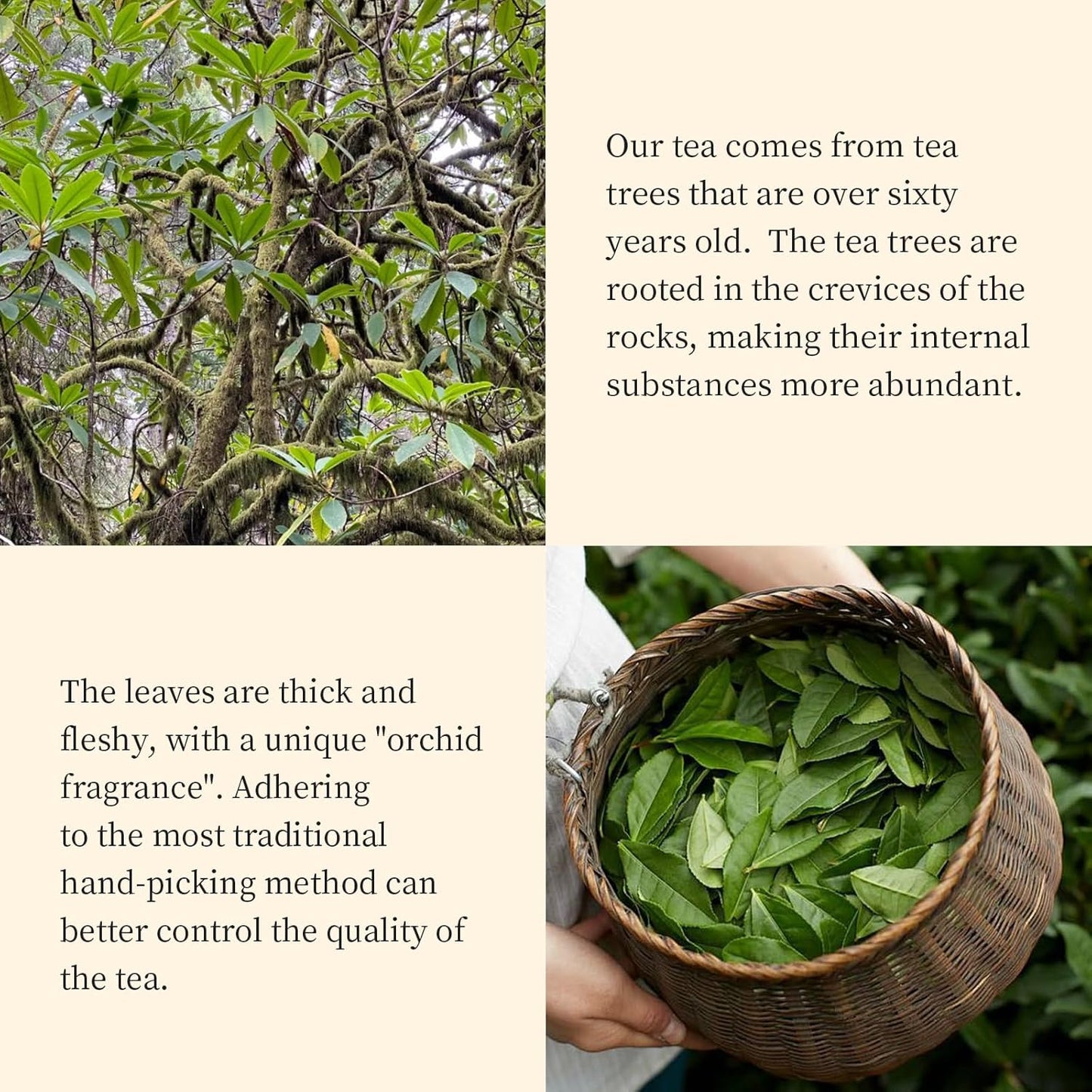XIXICHA Dahongpao Oolong Tea Loose leaf Da Hong Pao Laocong Shuixian 120g/4.23oz Chinese Tea Big Red Robe Strong Aroma Wuyi Mountain Rock Tea （96 cups）大红袍 老枞水仙 乌龙茶
