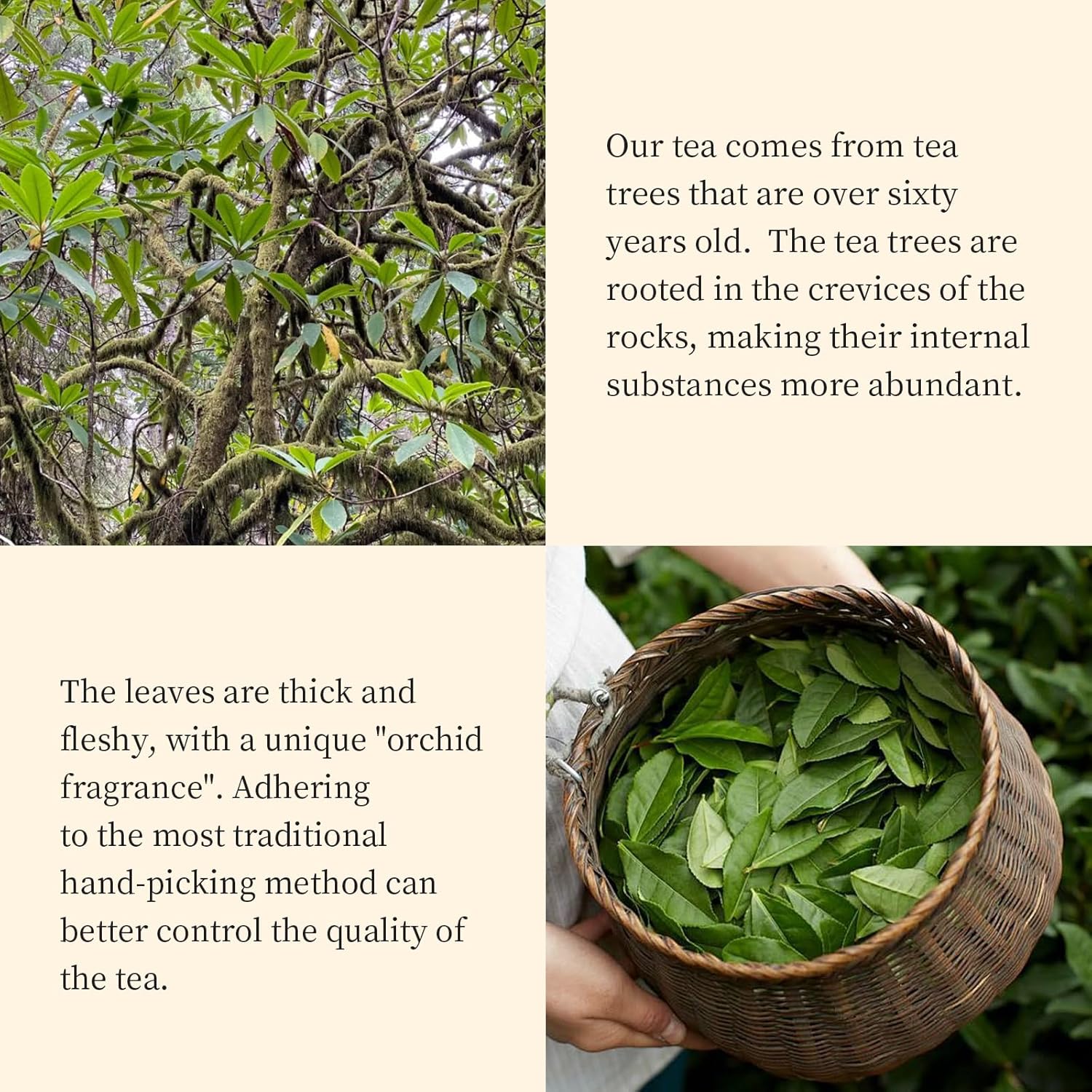 XIXICHA Dahongpao Oolong Tea Loose leaf Da Hong Pao Laocong Shuixian 120g/4.23oz Chinese Tea Big Red Robe Strong Aroma Wuyi Mountain Rock Tea （96 cups）大红袍 老枞水仙 乌龙茶