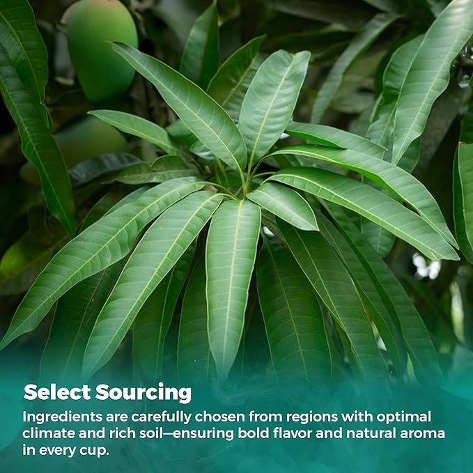 USA Fresh Mango Leaf Tea – 100% Pure, Wild-Harvested Herbal Tea, Naturally Caffeine-Free, No Additives or Preservatives, Premium Loose Leaf, Grown and Packed in the USA (100 Leaves)