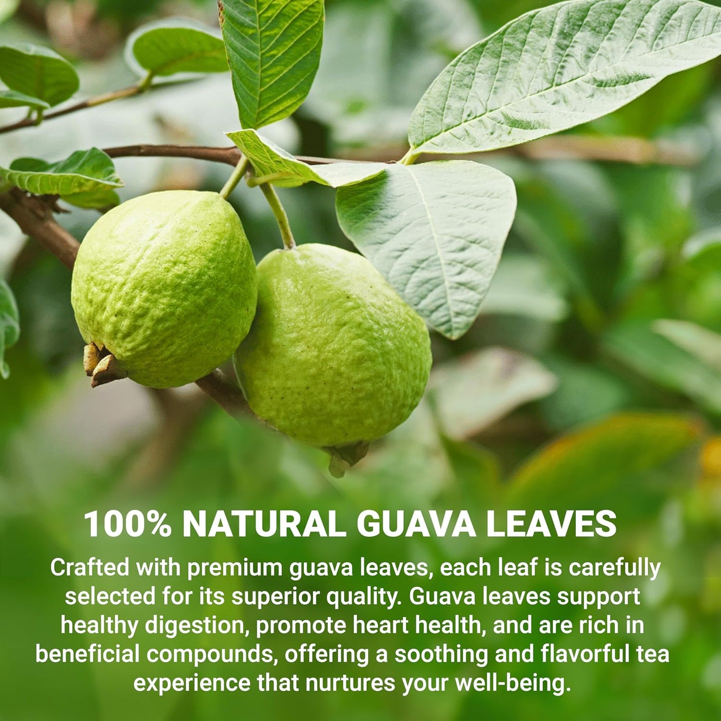 LeafLea Guava Leaf Tea Bags, Guava Leaves Tea, Caffeine-Free, 120 Count