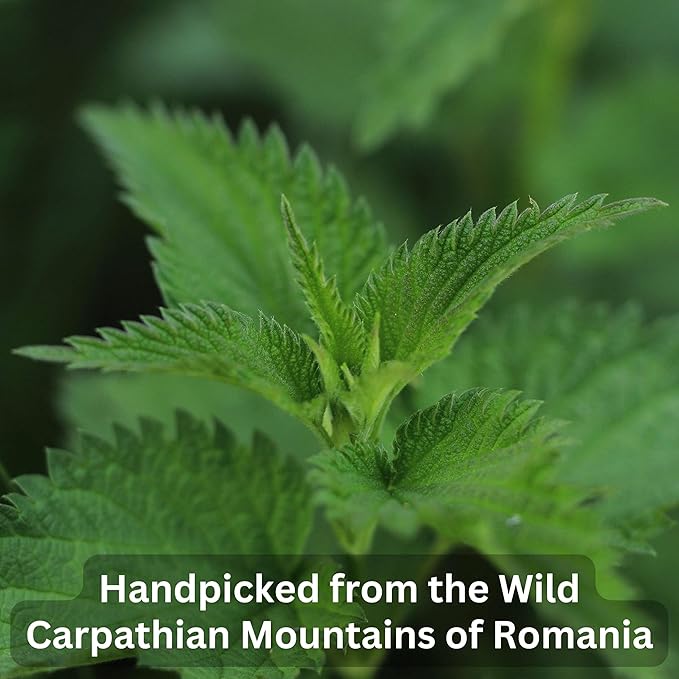 Wild Bliss Organic Wild Stinging Nettle Leaf Tea - Caffeine Free Urinary Tract and Joint Health Herbal Support - Pharmacopoeia Potency