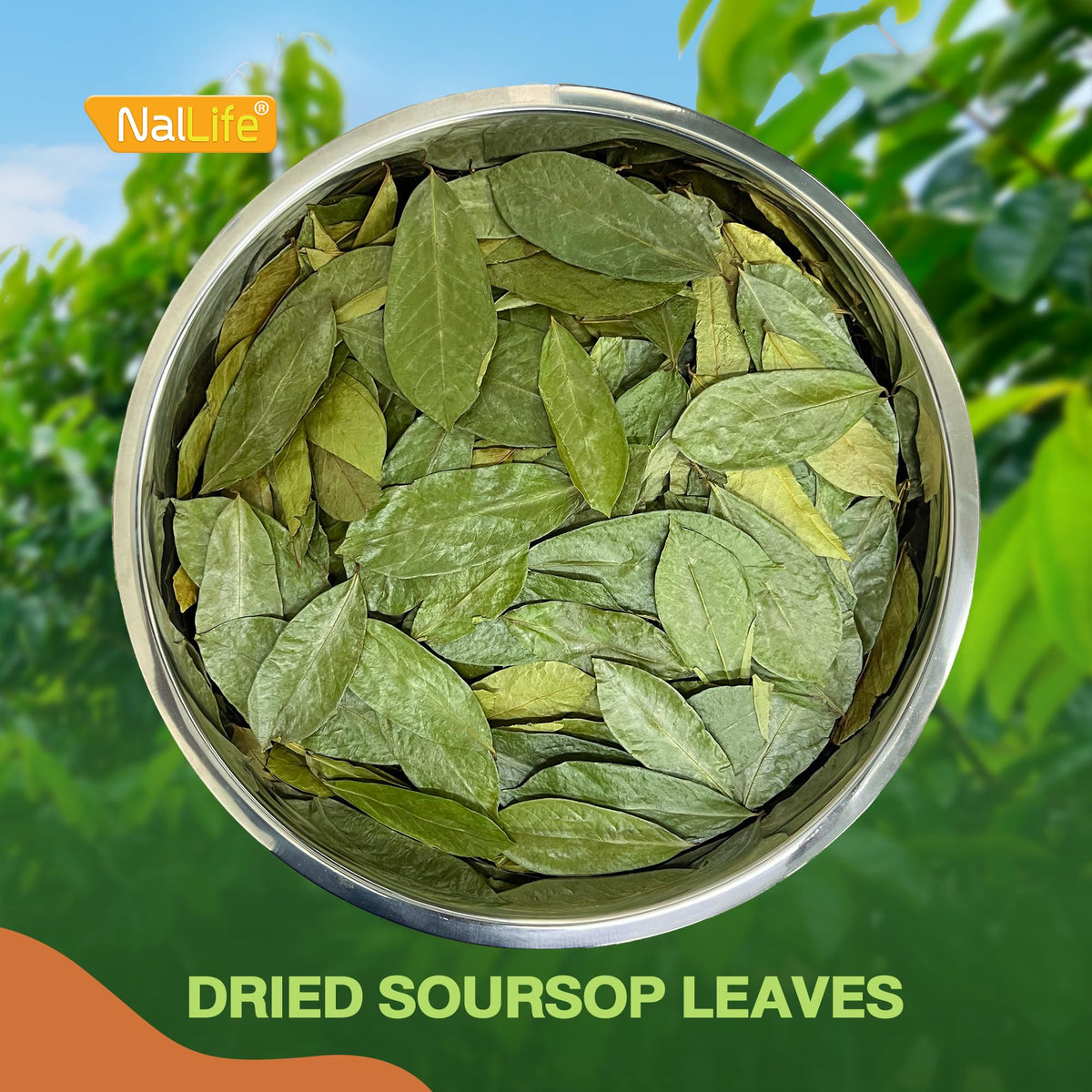 NalLife Soursop Leaves Tea - 300 Dried Whole Leaves for Tea