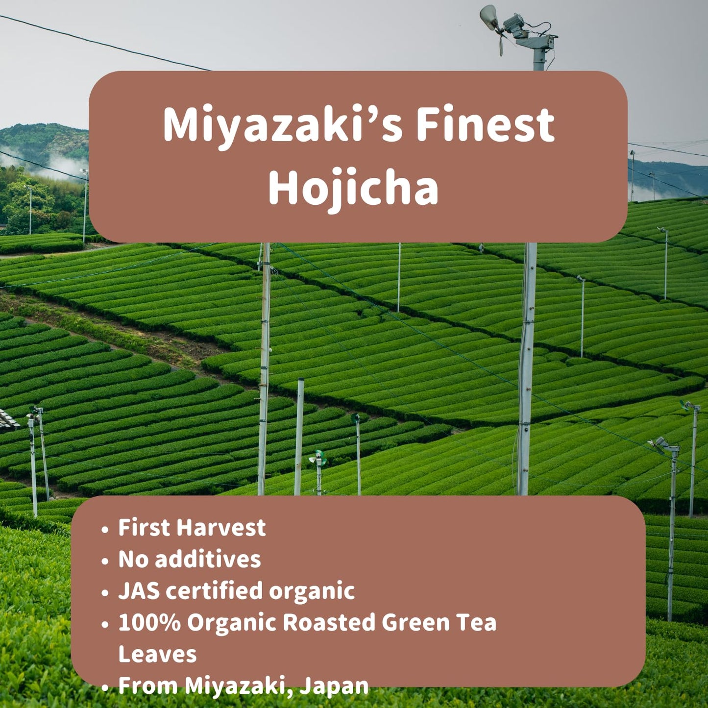 Miyazaki's Finest Organic Hojicha Loose Leaf tea - JAS Certified, Non-GMO, No-additives, Authentic Japanese Origin, 100% Pure Premium Hojicha (roasted green tea) leaves, 100 gram bag