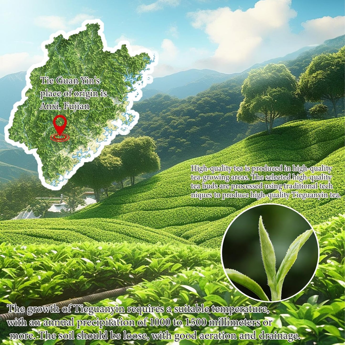 Lingyunxi Tieguanyin Oolong Tea Loose Leaf Tie Guan Yin Tea Tieguanyin Tea Iron Goddess High Mountain Oolong Tea Gaoshan Ulong Tea , Fresh Fragrance Type , 25% Fermentation Degree 铁观音 铁观音茶 清香型 乌龙茶 5.3oz/150g