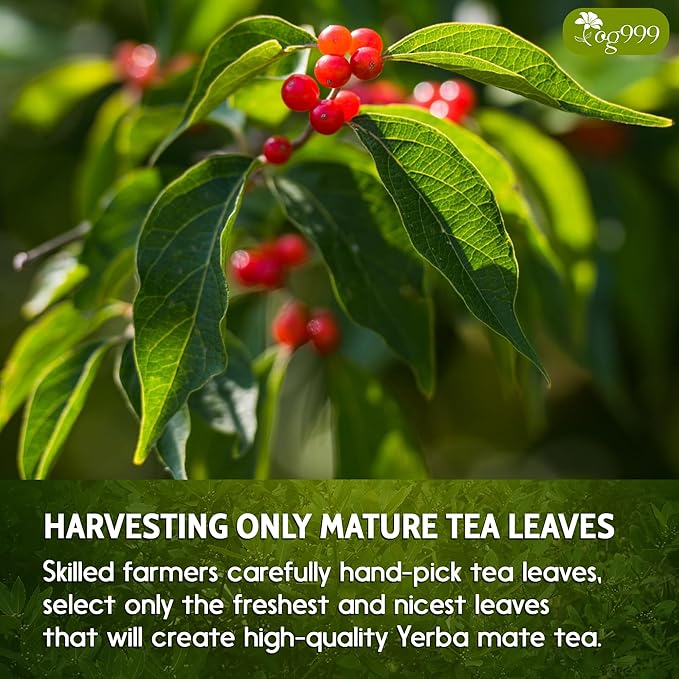 TOG999, 60 Tea Bags Yerba Mate, Hi-Caffeine, Unsmoked Yerba Mate Tea Bags, Super-Green Yerba Mate, No Dust, Fresh - Never Aged (Ilex Paraguariensis), Cultivated from Argentina - Rich in Antioxidants and Plant Nutrients.