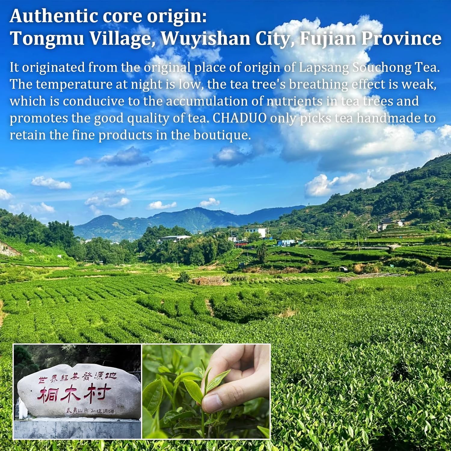 CHADUO Lapsang Souchong Tea Loose Leaf Premium ZhengShanXiaoZhong Black Tea Leaves From Fujian Wuyi Mountain 5.29/150g No Smoked Natural Floral And Fruity Aroma 正山小种 红茶