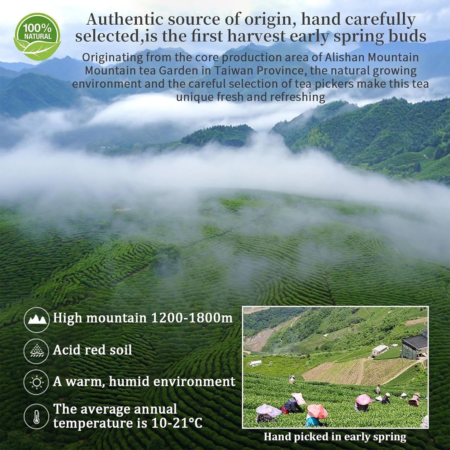 XIXICHA Alishan Taiwan High Mountain Oolong Tea 5.29oz/150g 阿里山 台湾乌龙茶 | high elevation tea，hand-picked oolong， small batch premium Loose Leaf tea，Floral and Fruity Aroma（120 cups），No additions