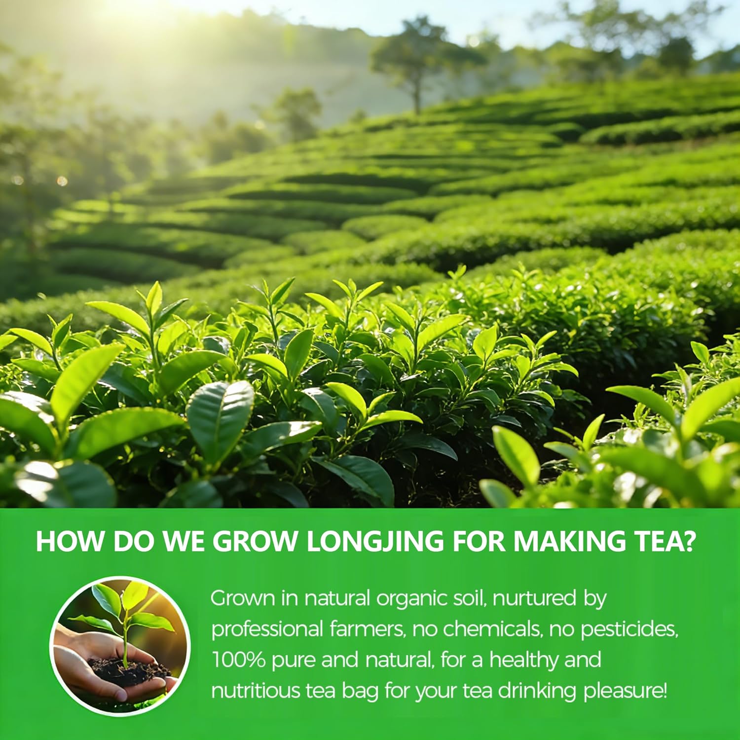 WOTIHA Dragonwell Longjing Green Tea Bags (100 Count) - Premium Spring Harvest Chinese Green Tea - Toasty Nutty Flavor, Rich in Antioxidants - Non-GMO, Caffeine-Free - 8.8oz (250g) Value Pack